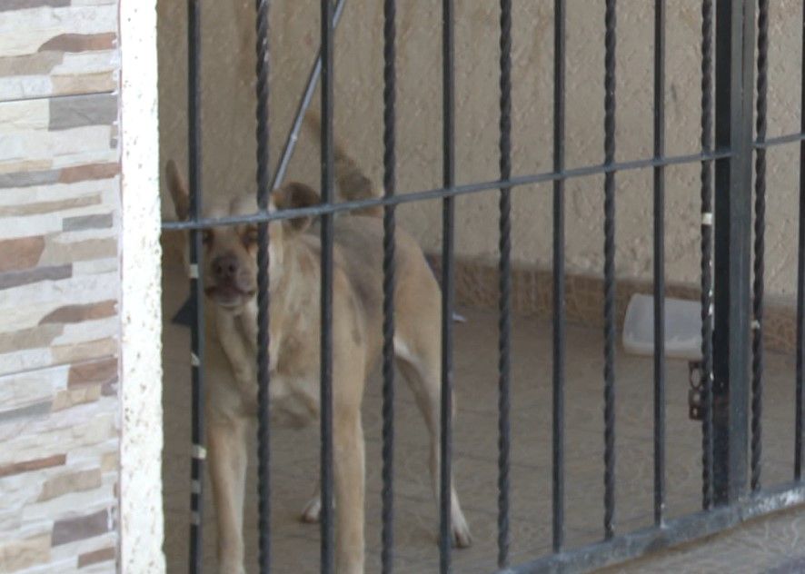 Invitan a registrar a animales de compañía
