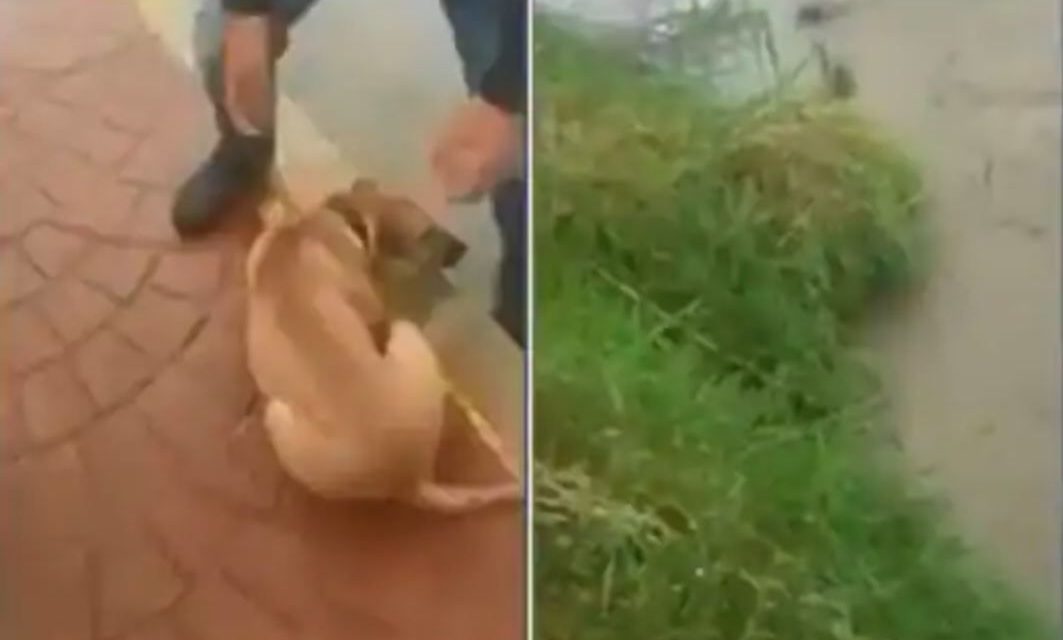 Buscan a sujeto que lanzó a perrito a río en San Luis Potosí (video)