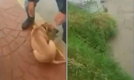 Buscan a sujeto que lanzó a perrito a río en San Luis Potosí (video)