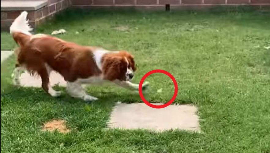 ‘Eres libre’ pequeño libera mariposa y su perro se la come