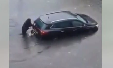 ‘Lomito’ ayuda a su dueña a empujar auto en medio de inundación