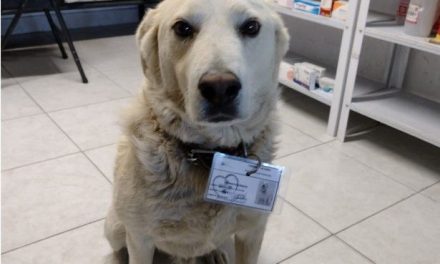 Farmacia contrata a perrito como jefe de seguridad y se hace viral