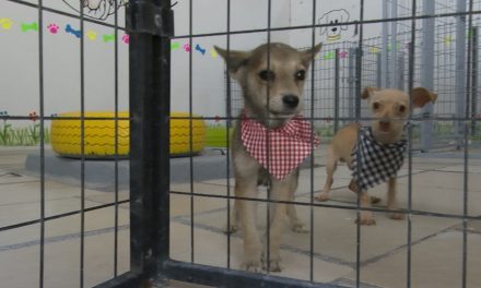 Promueven adopción canina y felina en Ramos Arizpe