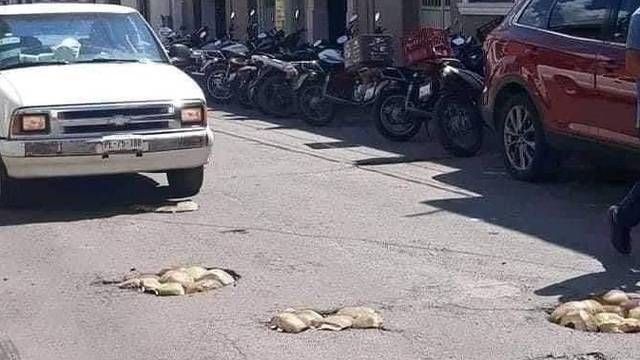 Ingenio nivel… tapan baches con cocos en las calles de Nayarit