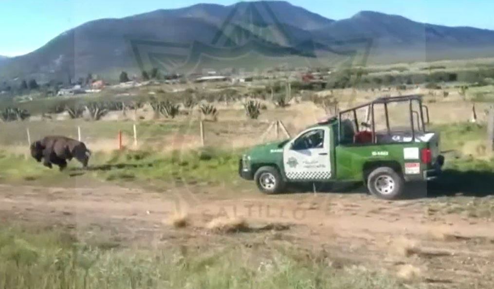 Encuentran a bisonte en la carretera 57