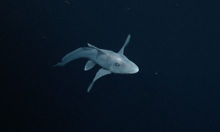 ¡Lo imposible! Captan tiburón fantasma…¿en Cancún? (Video)