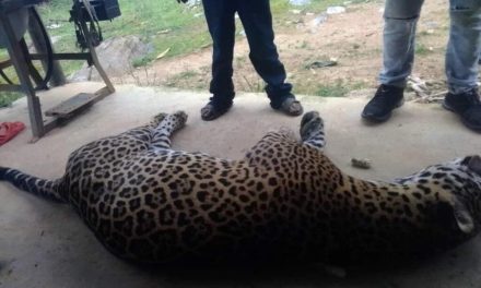 Muere jaguar envenenado al consumir los restos de un burro