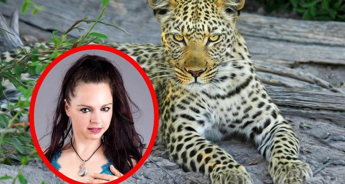 Leopardo ataca y desfigura rostro a modelo en sesión de fotos