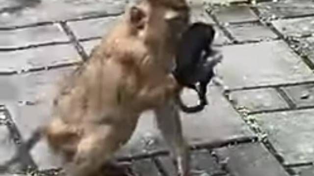 Animal nos pone el ejemplo… mono encuentra cubrebocas y se lo pone (VIDEO)
