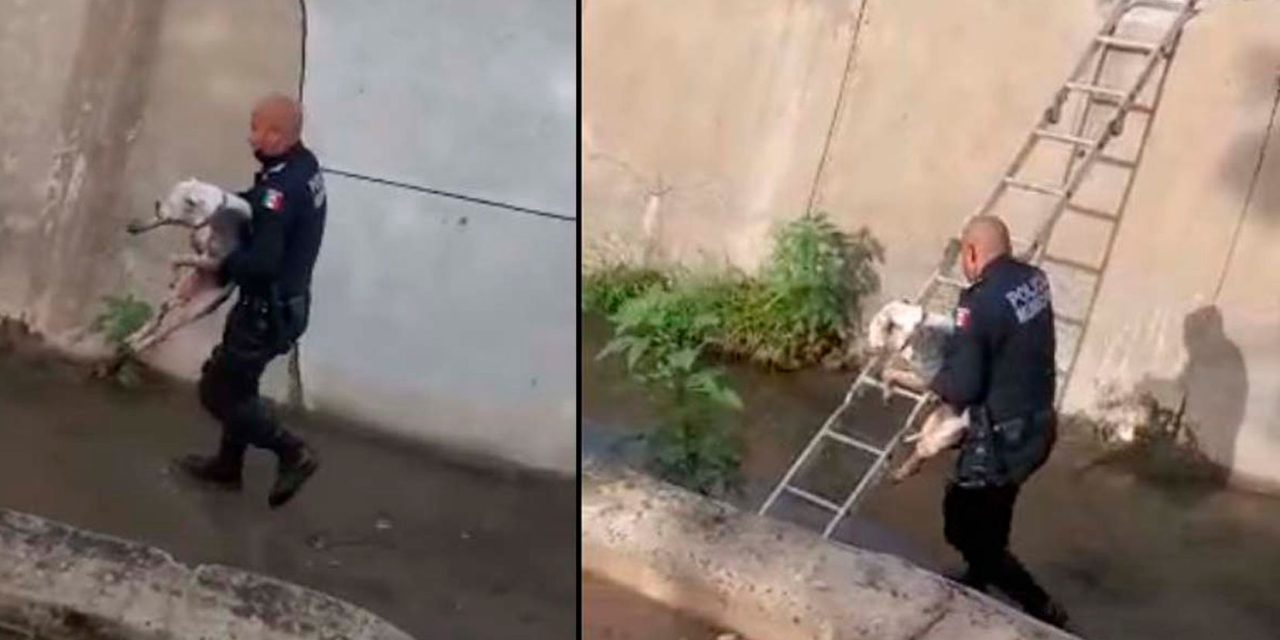 Policía rescata a perrita ciega abandonada en canal pluvial de Culiacán