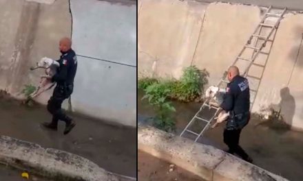 Policía rescata a perrita ciega abandonada en canal pluvial de Culiacán