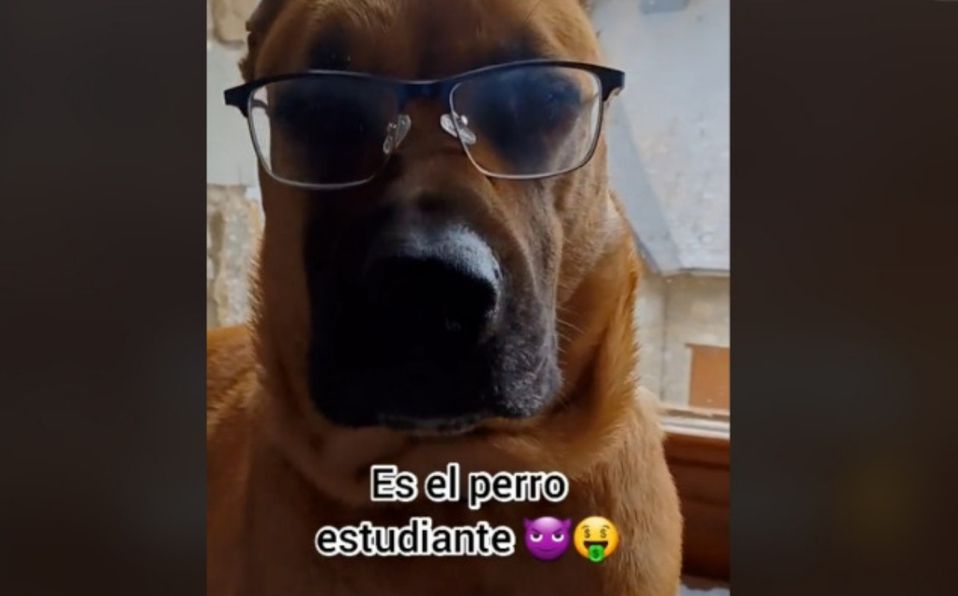 ¡Eeeeh pará emocio’! el perro que conquista TikTok (video)