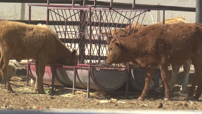 Mortandad y desolación por sequía en Coahuila
