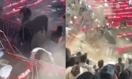 Toro se sale de control y embiste al público durante un jaripeo en Michoacán; hay 10 lesionados