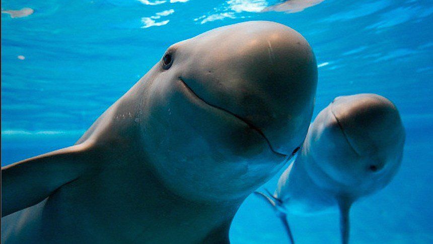 Exigen evitar extinción de vaquita marina