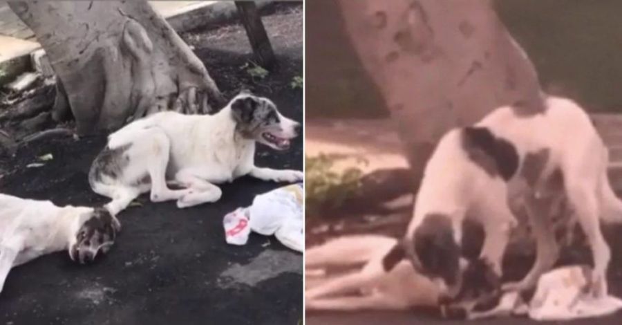 Lomito rescata a su mejor amigo tras ser atropellado en Brasil