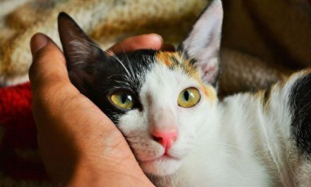 Sacrifican a tres gatos infectados de Covid en China