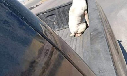 Dan el último paseo a perrito antes de ser ‘dormido’