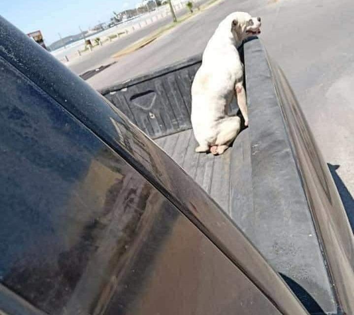 Dan el último paseo a perrito antes de ser ‘dormido’
