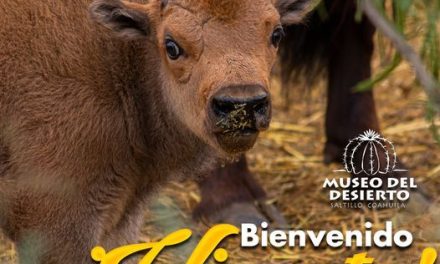 El bisonte del Museo del Desierto ya tiene nombre