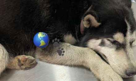 Policías atropellan intencionalmente a perrito en México (video sensible)