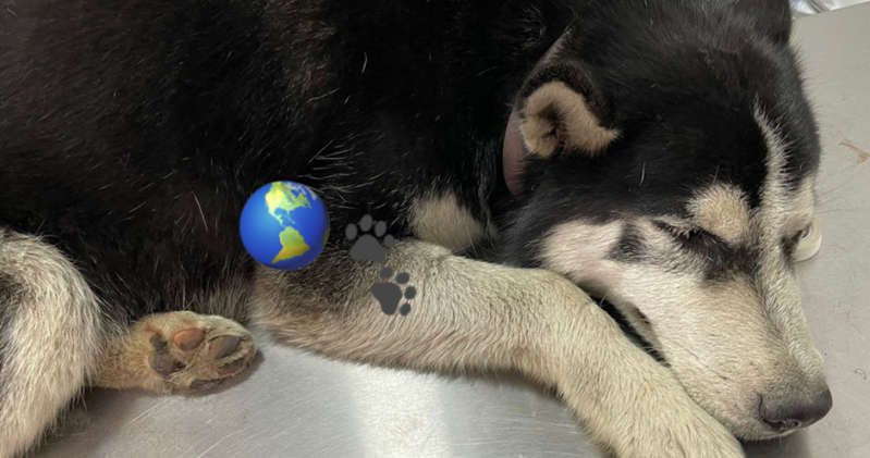 Policías atropellan intencionalmente a perrito en México (video sensible)