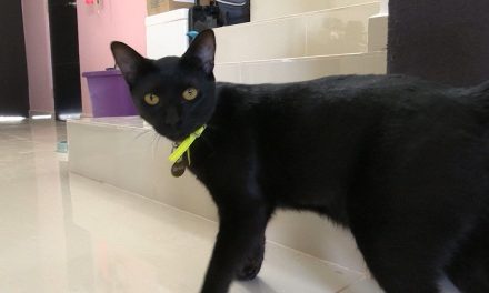 Suspenden adopción de gatos negros en Saltillo; los usan en rituales satánicos