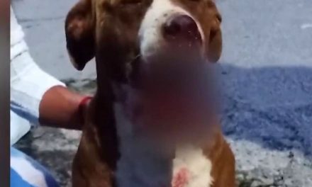 Lomito sufre explosión de cohete y es sacrificado en Puebla #JusticiaParaRocky