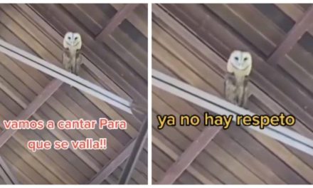 Le cantan a una lechuza para ahuyentarla de la iglesia y ella se pone a bailar (video)