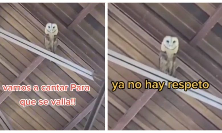Le cantan a una lechuza para ahuyentarla de la iglesia y ella se pone a bailar (video)