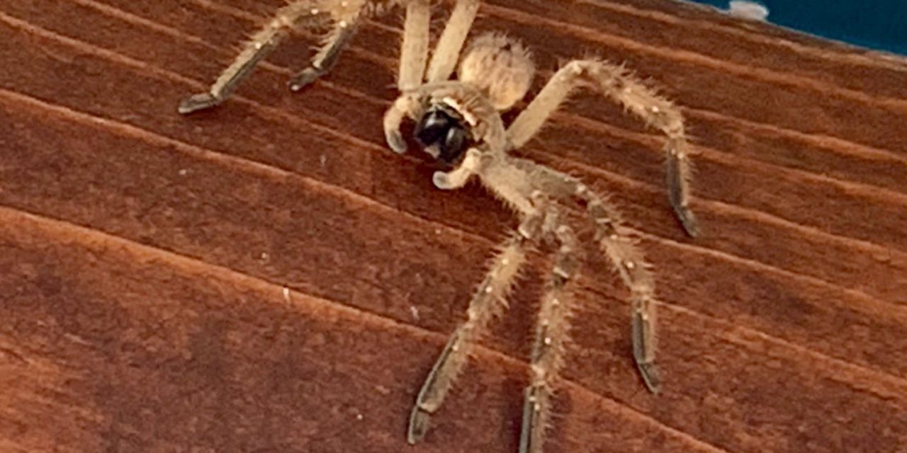 ¡Araña coahuilense podría revolucionar la medicina!