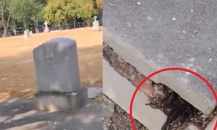 Hombre descubre cabello humano saliendo de una tumba de más de 100 años (video)