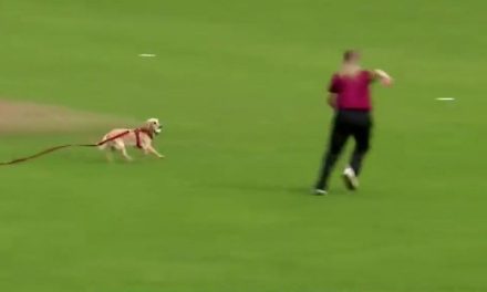 Cachorro interrumpe campeonato de críquet; quería jugar con la pelota (video)