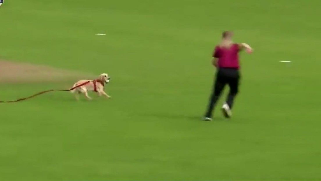 Cachorro interrumpe campeonato de críquet; quería jugar con la pelota (video)