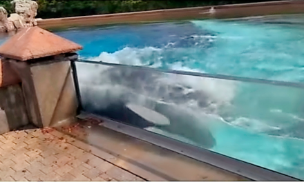 Orca se golpea violentamente contra tanque; piden que ‘Kiska’ sea liberada (video)