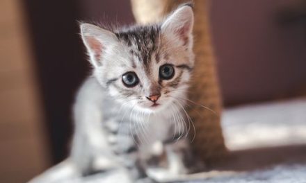 Rescatistas perforan la pared de un edificio para salvar a 2 gatitos en Rusia