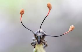 Conoce el parásito que convierte a los insectos en «zombies»