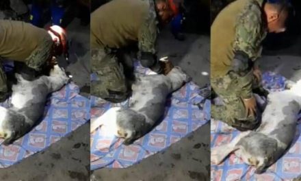 Militar rompe en llanto al no poder revivir a perrito víctima de deslave (video)