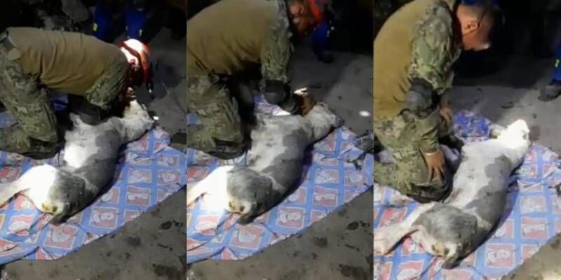 Militar rompe en llanto al no poder revivir a perrito víctima de deslave (video)
