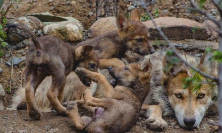 Fauna de Coahuila es patrimonio nacional