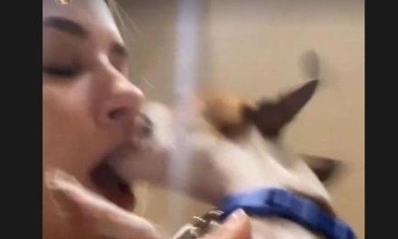 Perrito ataca a Mariana Rodríguez en la boca