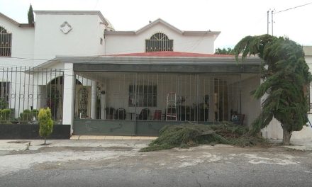 Piden apoyo para retirar árbol que cayó por la lluvia en colonia de Saltillo