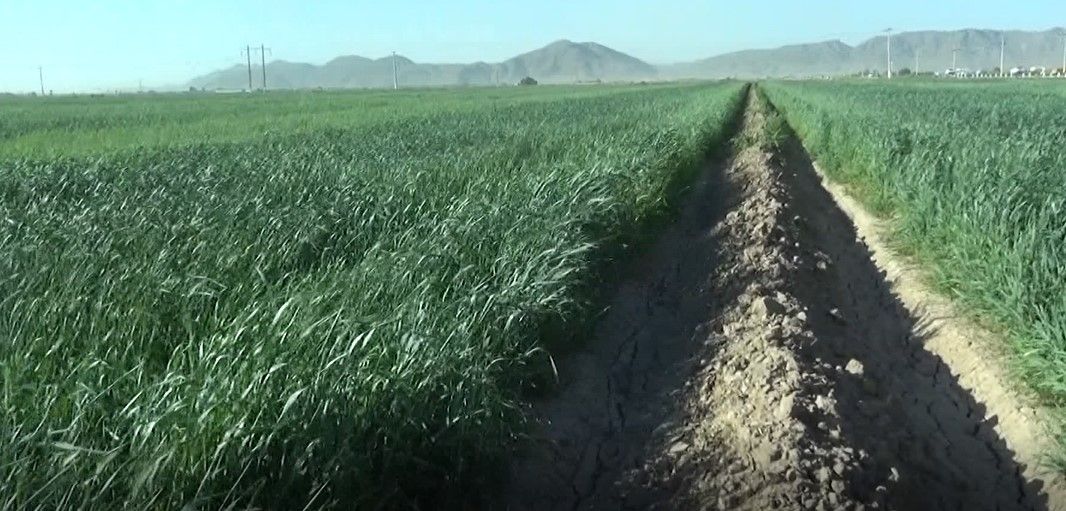 Inspecciona Setra campos agrícolas de Coahuila