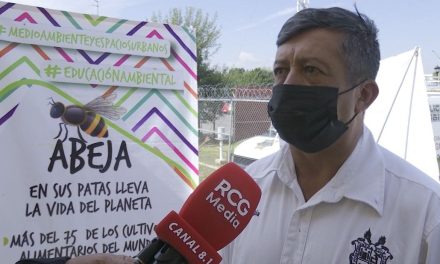 Saltillo lanza alerta por cuidado de abejas; están en peligro de extinción