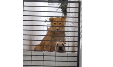 León y perro abandonados en casa preocupa a vecinos en Atizapán