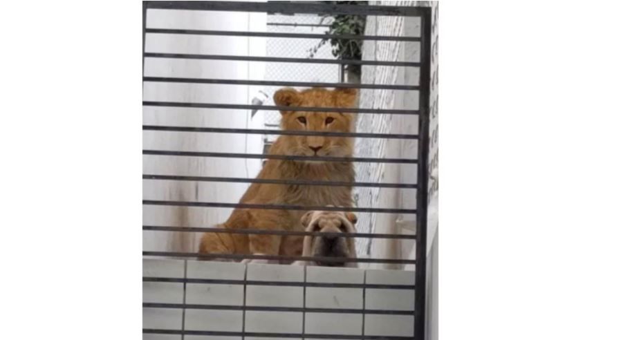 León y perro abandonados en casa preocupa a vecinos en Atizapán