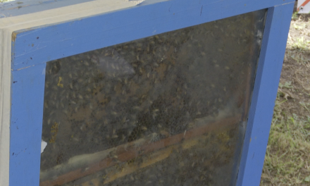 Reportan enjambres de abejas en escuelas de Saltillo