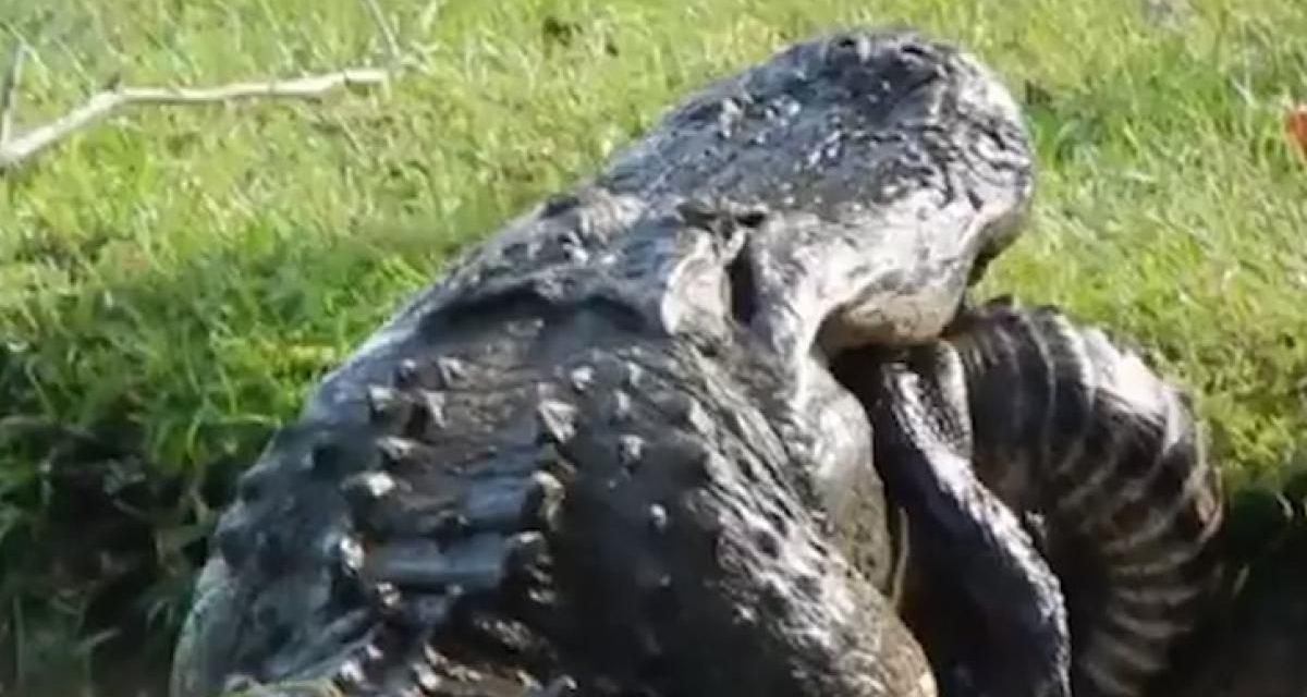 Impactante video en el que un caimán caníbal se come a otro