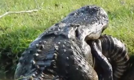 Impactante video en el que un caimán caníbal se come a otro