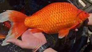 ¿Por qué aparecieron decenas de peces dorados gigantes en lagos de Minnesota?